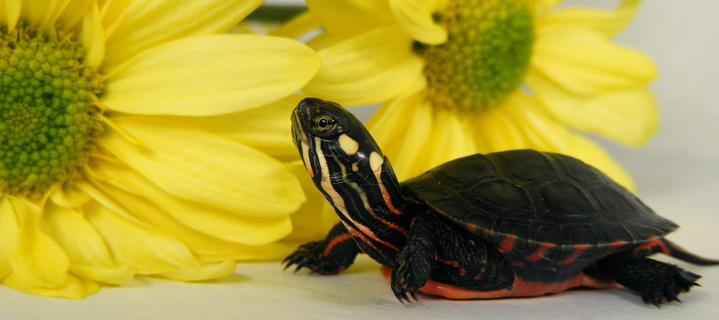 Всемирный день черепахи